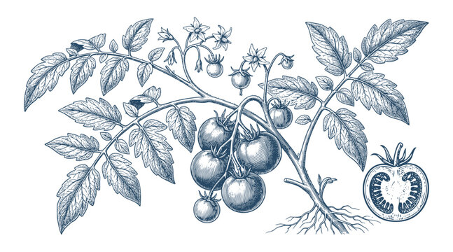 Tomato, Blue tomato plant illustration detailed etching vector, sliced tomato and roots