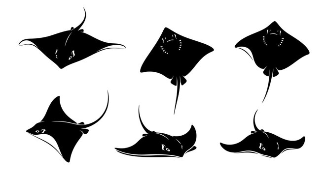 Set of Black Silhouettes of Stingrays and Manta Rays Swimming