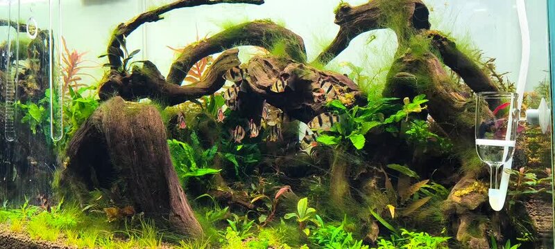 4K summer aquarium algae overgrowth, tropical planted fish tank covered in green algae bloom with fish swimming naturally in foreground

