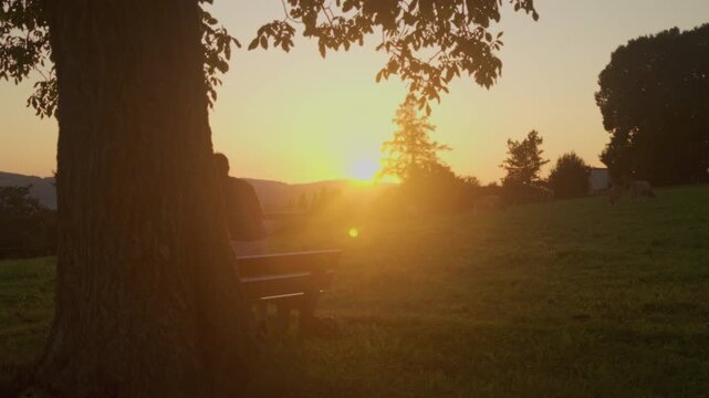 Man with a backpack sits down on a bench with cows and sunset in background