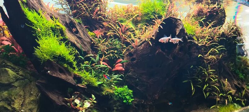 4K red shiner fish shoal gliding gracefully in aquascaped tropical planted tank, peaceful freshwater aquarium footage for nature content

