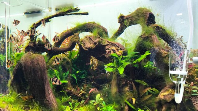 4K video of aquarium fish swimming in planted tank with heavy algae bloom, green algae overgrowth on glass and plants in summer

