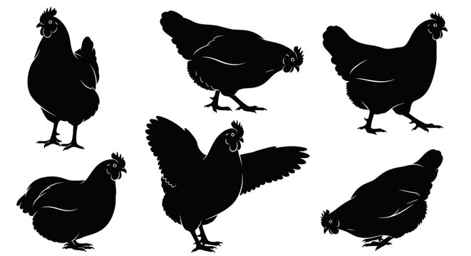 Set of Chicken Silhouettes: Various Poses of Domestic Fowl