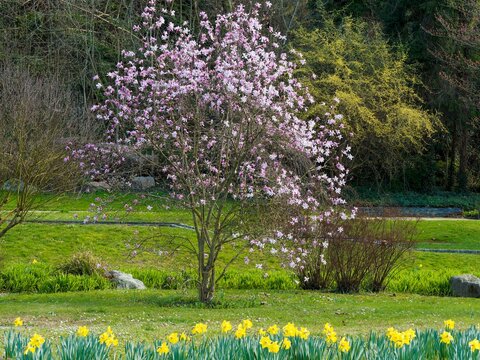 Magnolia &times; loebneri 'Leonard Messel' -  Magnolia de Loebner &agrave; floraison &eacute;toil&eacute;e rose violac&eacute; spectaculaire apportant une d&eacute;coration &eacute;l&eacute;gante dans un parc