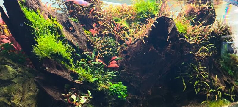 4K zen aquarium footage, vibrant red shiner fish moving serenely through tropical planted freshwater tank with green aquatic foliage