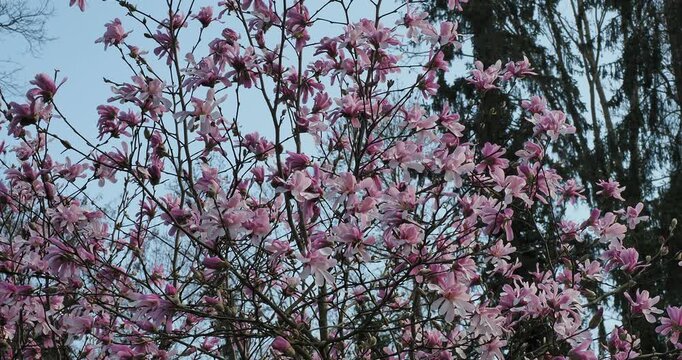 (Magnolia loebneri) Cime &eacute;tal&eacute;e et arrondie d'un magnolia de Loebner &agrave; large fleurs aux t&eacute;pales soyeuses, rose clair et fonc&eacute; teint&eacute;s de violet sur branches nues sous un ciel bleu 
