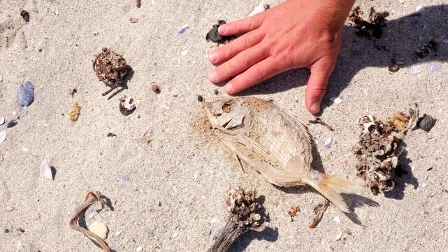 Sad sympathetic man puts hand near dead fish carcass on sandy beach