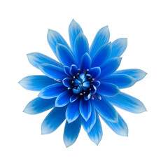 Fototapeta premium Vibrant blue flower isolated on transparent background
