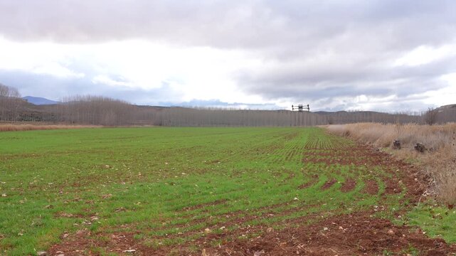Agricultural drone flies low over a green wheat field spreading granulated urea from a solids tank