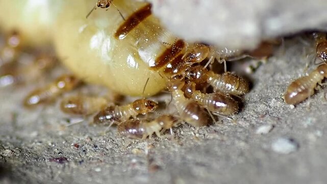 A close-up view of a termite colony and queen, highlighting their natural behavior and the intricacies of their social structure