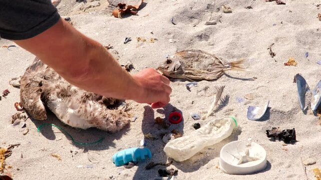 Disgusted man picks up marine debris surrounding dead seagull and fish on beach