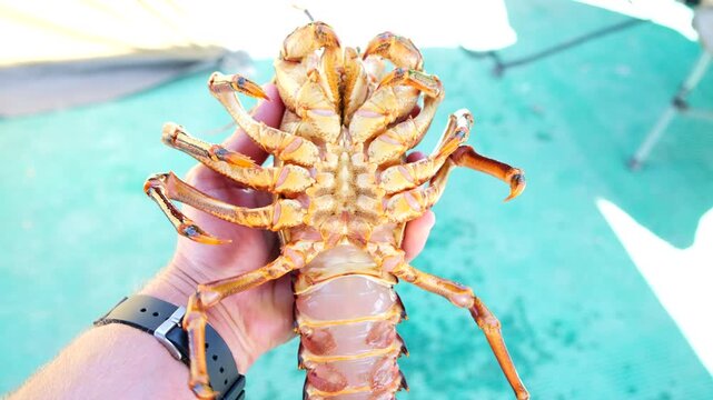 Man shows underside of big live South African west coast rock lobster (kreef)