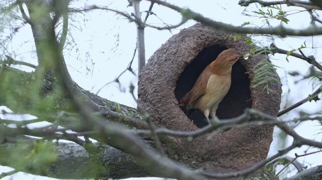 Rufous hornero (Furnarius rufus) building its characteristic oven-shaped mud nest on a tree branch. Native South American bird.