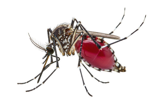 Mosquito insect with full red abdomen showing blood meal, detailed close-up of mosquito on transparent background, dangerous disease vector, entomology study subject