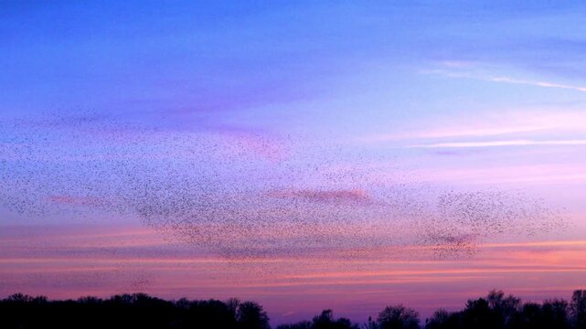 Starling birds (Sturnus vulgaris) engage in a breathtaking murmuration, performing a synchronized aerial display against a vibrant sunset sky in the Netherlands.