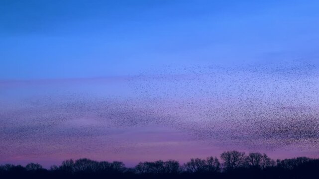 Starling birds (Sturnus vulgaris) engage in a breathtaking murmuration, performing a synchronized aerial display against a vibrant sunset sky in the Netherlands.