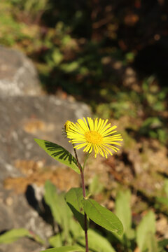 Inula japonica in a field