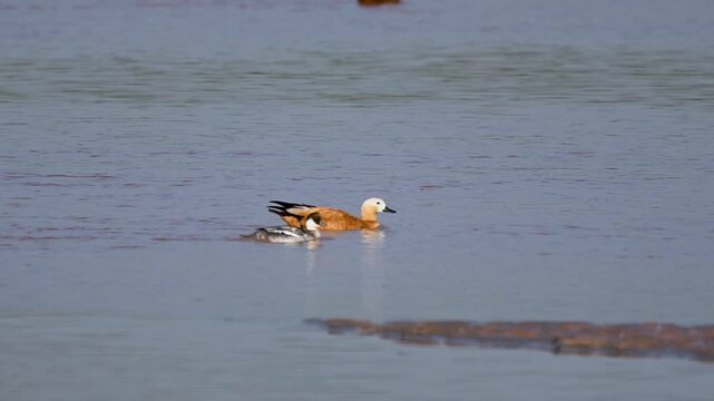 An incredibly rare wildlife moment capturing a delicate Smew swimming peacefully alongside a much larger, vibrant Ruddy Shelduck.