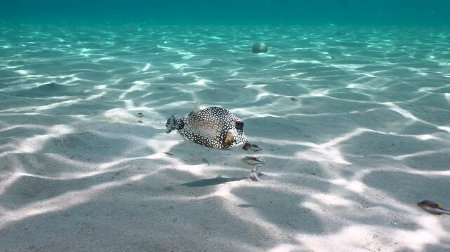 A smooth trunk fish blows water onto a small piece of derbis, before swimming away, the camera follows.