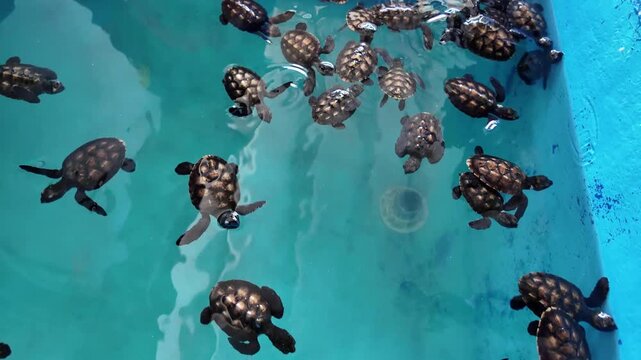 Many baby sea turtles swimming in a saltwater conservation pond, Isla Dos Mosquises, Los Roques National Park, Venezuela