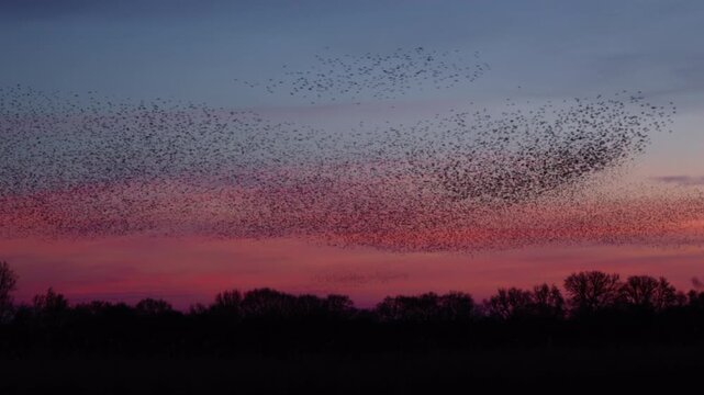 Starling birds (Sturnus vulgaris) engage in a breathtaking murmuration, performing a synchronized aerial display against a vibrant sunset sky in the Netherlands.