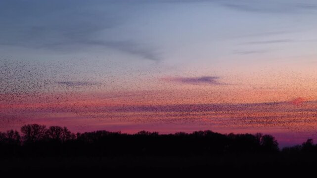 Starling birds (Sturnus vulgaris) engage in a breathtaking murmuration, performing a synchronized aerial display against a vibrant sunset sky in the Netherlands.