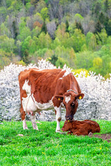 Naklejka premium Cow caring for a newborn calf on a meadow a spring day