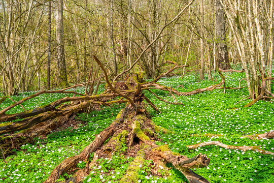 Old rotten fallen tree in a forest with flowering Wood anemones a sunny spring day