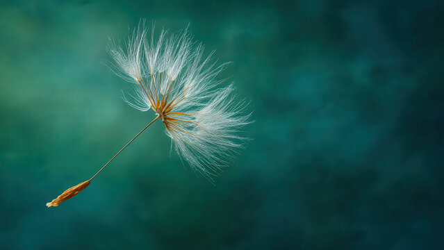 A dandelion seed floats effortlessly, carried by unseen currents to spread its potential for new life.
