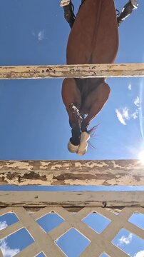 A slow motion shot from below of a horse jumping. The horse jumps over the camera.