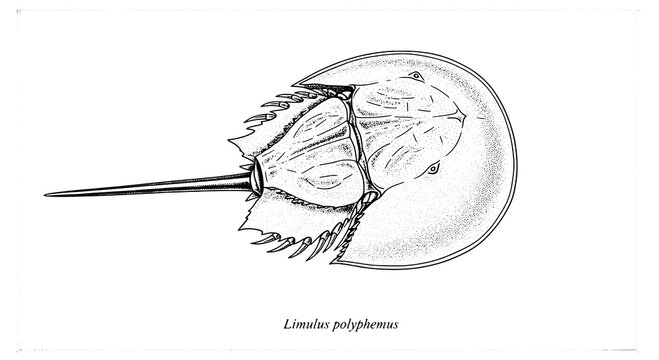 Horseshoe crab scientific illustration with stipple shading, labeled Limulus polyphemus sketch featuring