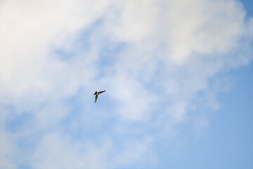 Obraz premium A single bird flying in a clear blue sky with a few soft clouds