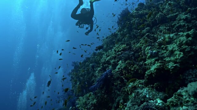 A scuba diver in a black wetsuit with yellow fins glides downward toward a colorful, densely populated coral reef at Yolanda Reef or Pinnacle in the Ras Muhammad National Park, northern Red Sea.