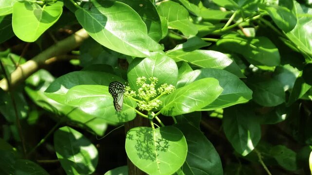 The Ideopsis juventa butterfly, known as the gray glassy tiger, has dark gray wings with black spots on the edges.