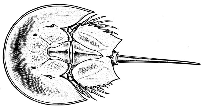 Horseshoe crab marine arthropod drawn in detailed black and white crosshatch and stippling style