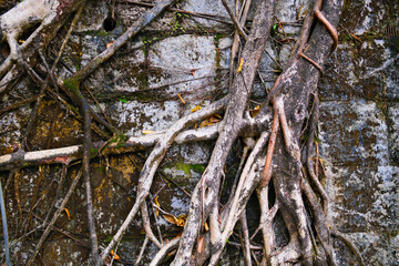 Fototapeta premium Closeup of banyan tree roots texture on the stone wall in Hong Kong garden