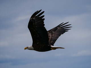 Fototapeta premium A majestic bald eagle soars through a cloudy sky, showcasing its impressive wingspan and keen eyesight