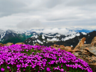 Fototapeta premium Vibrant purple alpine flowers cover a rugged mountain, symbolizing resilience. Majestic snow-capped peaks under a cloudy sky create a breathtaking scene