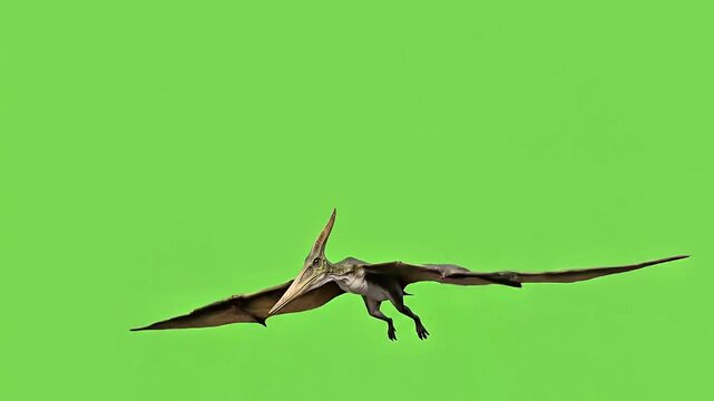 Realistic 3D Pteranodon flying on a bright green screen background suitable for chroma key use