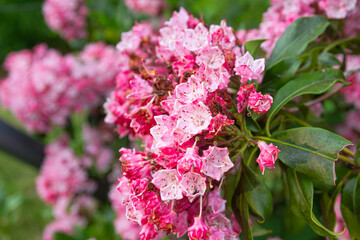 Pink mountain laurel flowers in bloom   Kwitnące różowe kwiaty kalmii górskiej © Adrian White