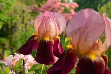 Blumen 1408 © K.-U. Häßler