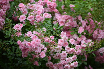 Obraz premium Abundant cluster of delicate pink roses blooming on a lush green bush in soft daylight