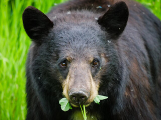 Obraz premium Close-up photo of a black bear eating plants in a lush green field
