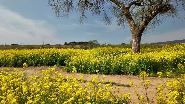 柳風公園の菜の花