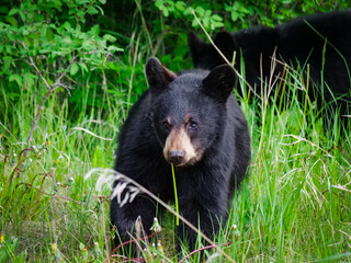 A curious young black bear cub explores the dense green undergrowth, a common and captivating sight for adventurers on an unforgettable usa and canada roadtrip through the wild northern forests © Martin