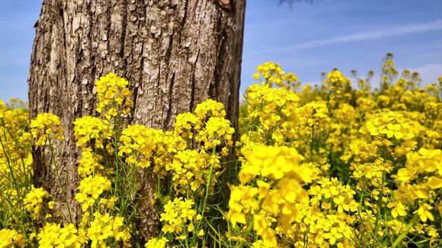 柳風公園の菜の花