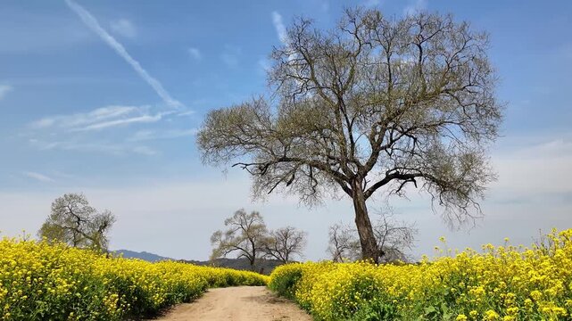 柳風公園の菜の花