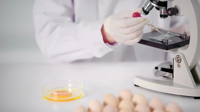 Biotechnology medical in white lab coat conducting eggs experiments in laboratory with petri dish and microscope. Concept of scientific research, chemistry studies, innovative lab work