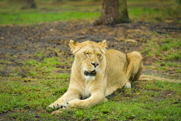 Fototapeta premium Lioness resting on the grass in a zoo enclosure, watching her surroundings calmly. Wildlife scene with natural background and copy space.