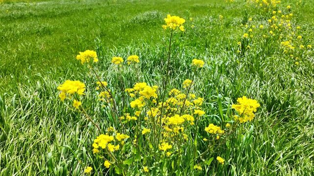 柳風公園の菜の花